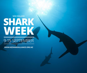 Week 37 of 2013 – Gansbaai News, Specials & Events